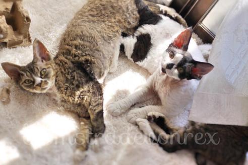 高倉あきこブリーダーの詳細